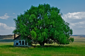 Old one room Shaeville school house from bygone era, and large tree on prairie, near Jordan Valley,...