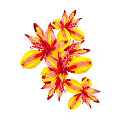 Fototapeta premium Watercolor Alstroemeria flowers isolated on white