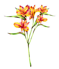 Alstroemeria watercolor bunch, isolated on white background, beautiful yellow flower.