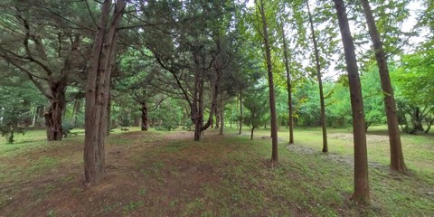 Gyeongju, South Korea 27 August 2019:  Arboretum in Korea. Garden and Park..