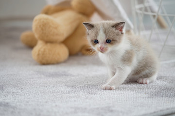A cute Persian kitten is playing in her cat home