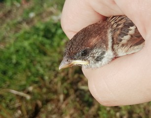 sparrow in hand
