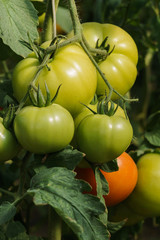 Photo with red and green tomatoes ripening in the greenhouse on the bushes.
