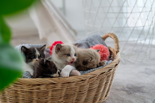 little kittens are lyaing  in a basket