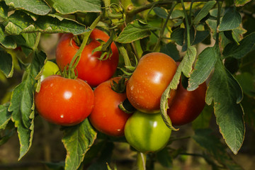 Photo with red and green tomatoes ripening in the greenhouse on the bushes.