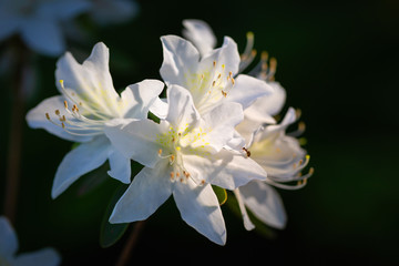 white flowers of a tree