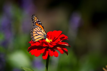Monarch butterfly on flower