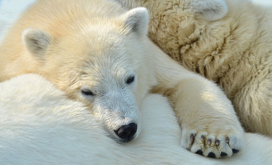 polar bear