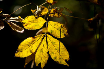 yellow leaves in autumn