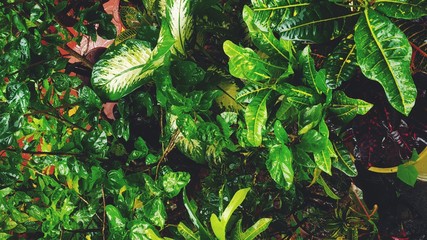 background of green leaves
