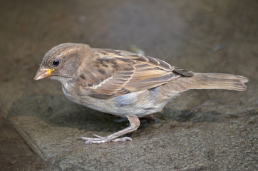 sparrow on fence