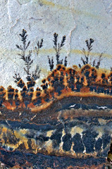 Dendrites may look like fossils but they are manganese oxide crystals growing in a tree-like...