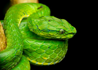 Vipers