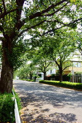 縁真っ盛りの真夏の郊外の並木道