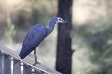 Fototapeta premium great blue heron