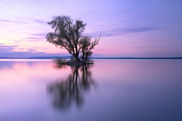 Baum auf Insel im See mit Spiegelung im Abendrot