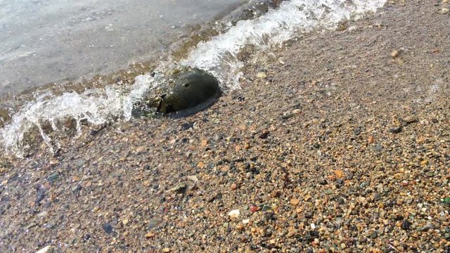 Ancient crustacean fossil of an invertebrate shellfish horseshoe crab species arrives on dry land of small New England urban city town beach