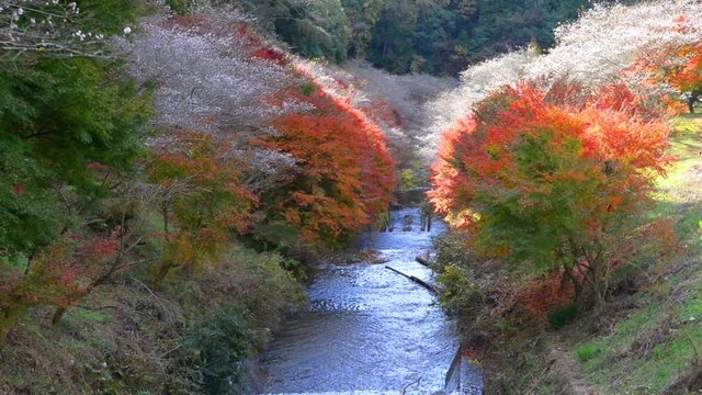 Colorful autumn season of white Shikizakura and red leaves tree along small canal at Obara village.