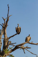 vultures sitting on a tree in africa