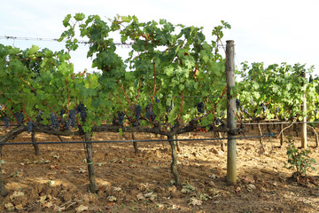 Fototapeta na wymiar Vista delle vigne e dell'uva matura in Toscana, Italia