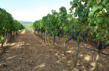 Fototapeta na wymiar Vista delle vigne e dell'uva matura in Toscana, Italia