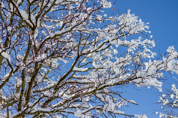 snow covered tree against a blue sky