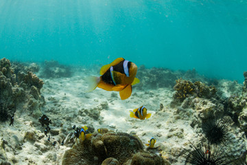 Naklejka na ściany i meble clown fish on a tropical reef in the ocean