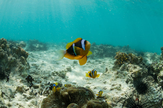 clown fish on a tropical reef in the ocean