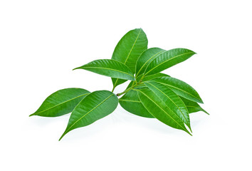 Fresh green mango leaves isolate on a white background.