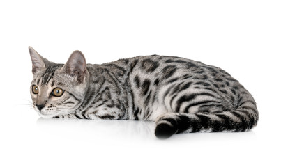 bengal cat in studio