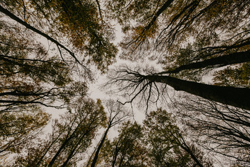 Beautiful day in the misty autumn forest with creek