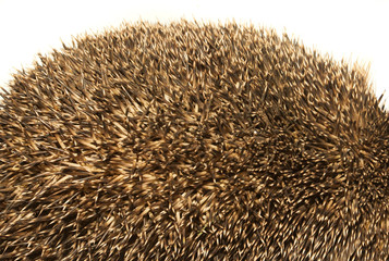 hedgehog animal texture of spikes isolated