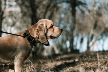A young cocker spaniel walks on a leash in a public park. The concept of home living.