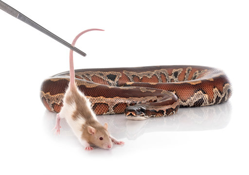 Python brongersmai in studio