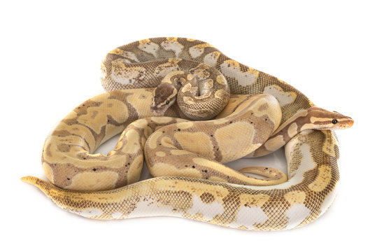 Ball pythons in studio