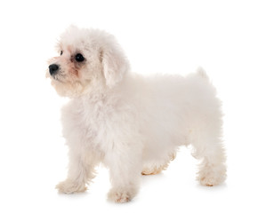 Bichon Frise in studio