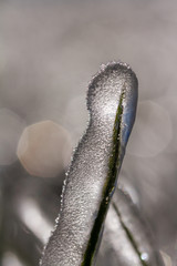close-up macro photo of a frozen blade of grass in a field