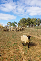 Obraz premium sheep on farm
