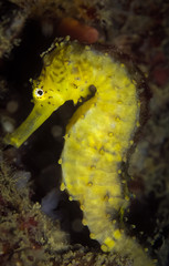Yellow Seahorse, having a head and neck suggestive of a horse, an upright posture and a curled tail. Taken at Krabi, Thailand.