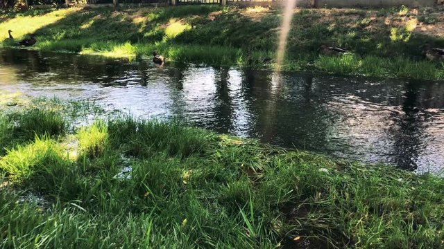 In this clip you will see ducks playing and swimming in the creek water as it gently continues on it's way.