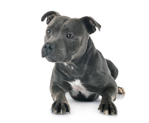 staffordshire bull terrier