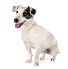 jack russel terrier
