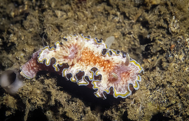 Nudibranch, a shell-less marine animal.