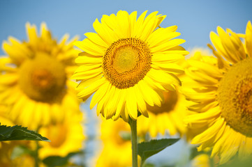 Sunflowers field in summer, in Central Italy, under blue sky.