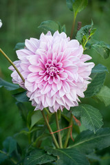 The kind of the flower is a dahlia. Scientific name is Dahlia.