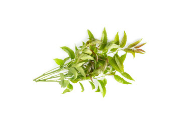 Neem leaves used as ayurvedic medicine with ground paste over white background, Used in skin care, beauty products and creams.