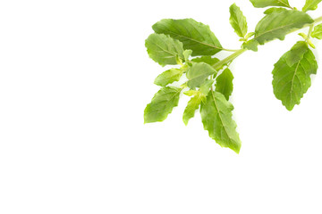Natural holy basil leaves for spicy food, Isolated on white.