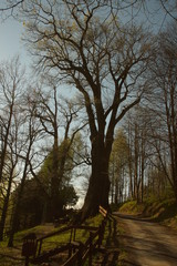 Dęby szypułkowe © Napoleon. C