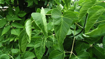 Green leaves backgrounds
