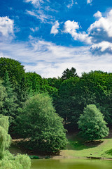 green trees in the park